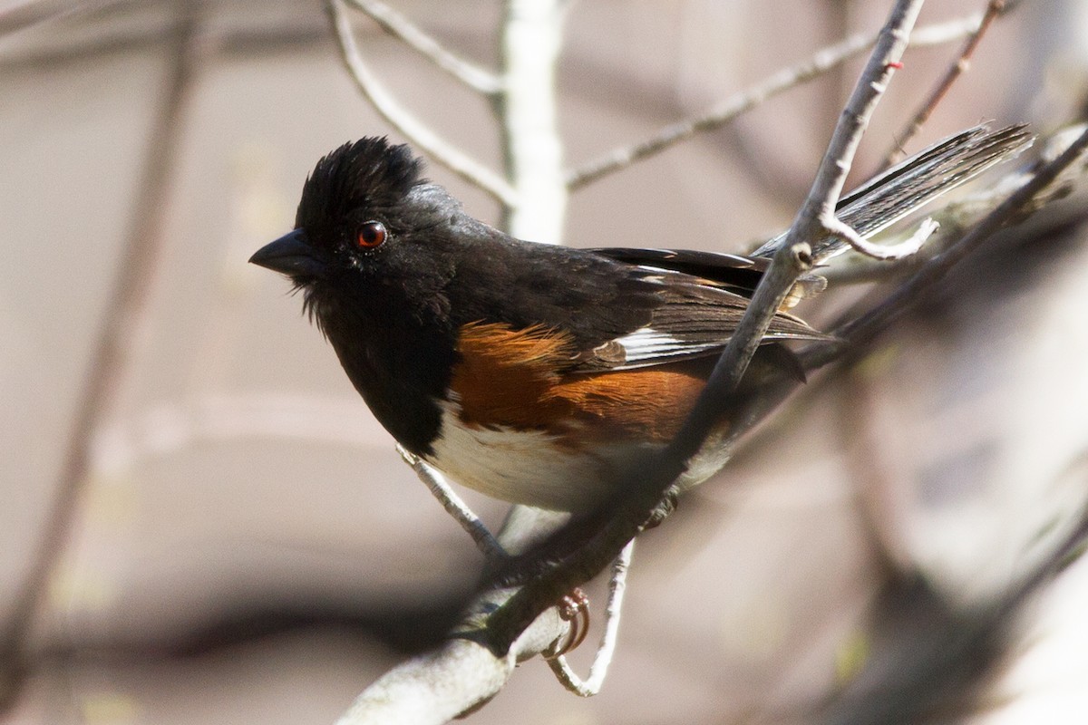Eastern Towhee - ML637996851