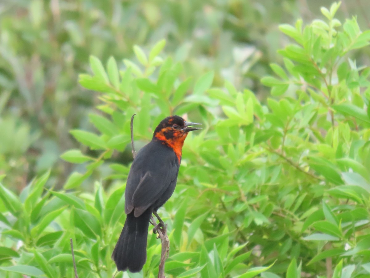 Scarlet-headed Blackbird - ML637996878