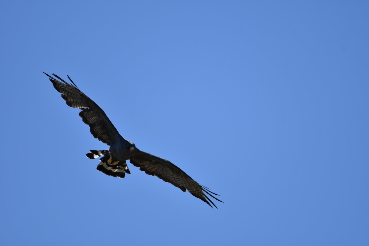 Zone-tailed Hawk - ML637997036