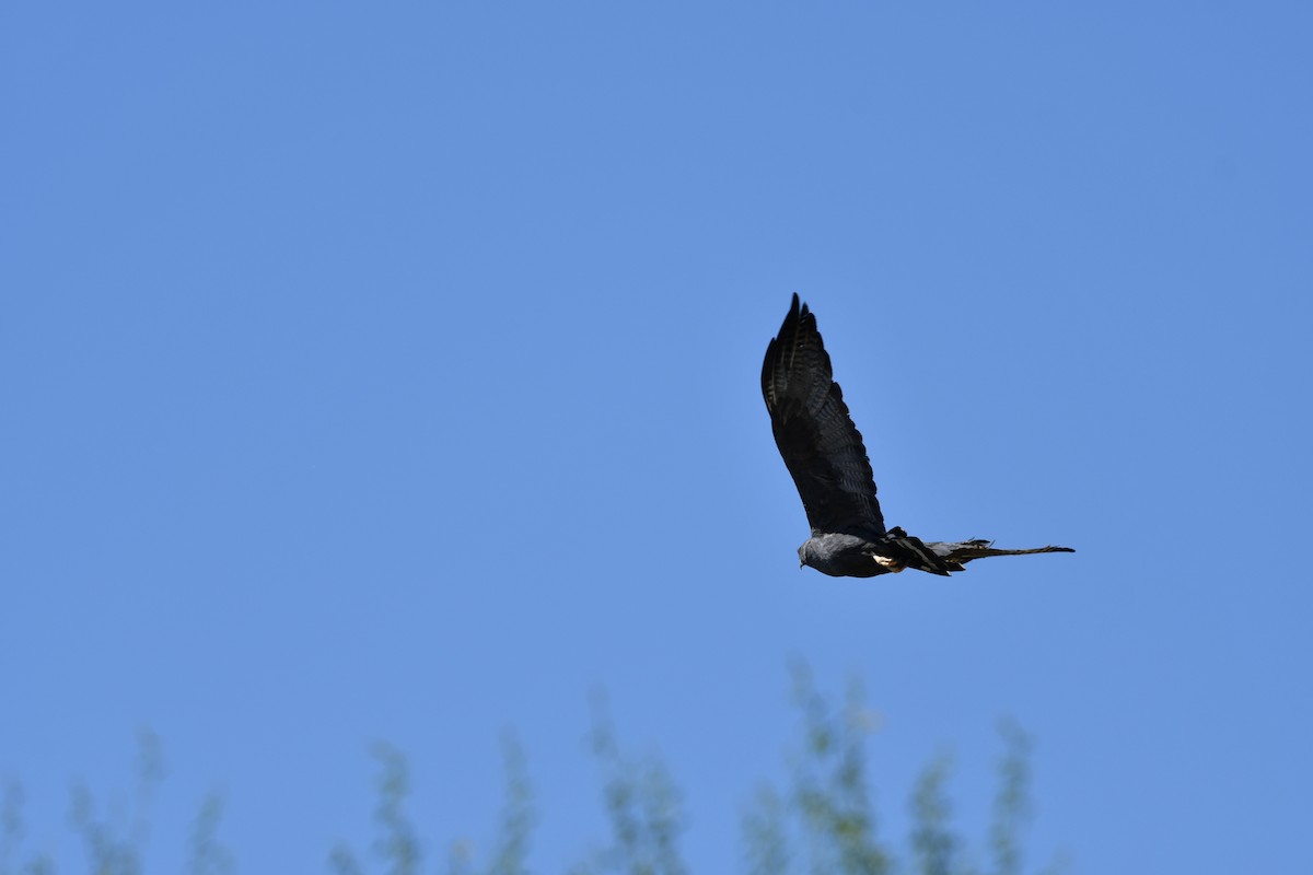 Zone-tailed Hawk - ML637997045