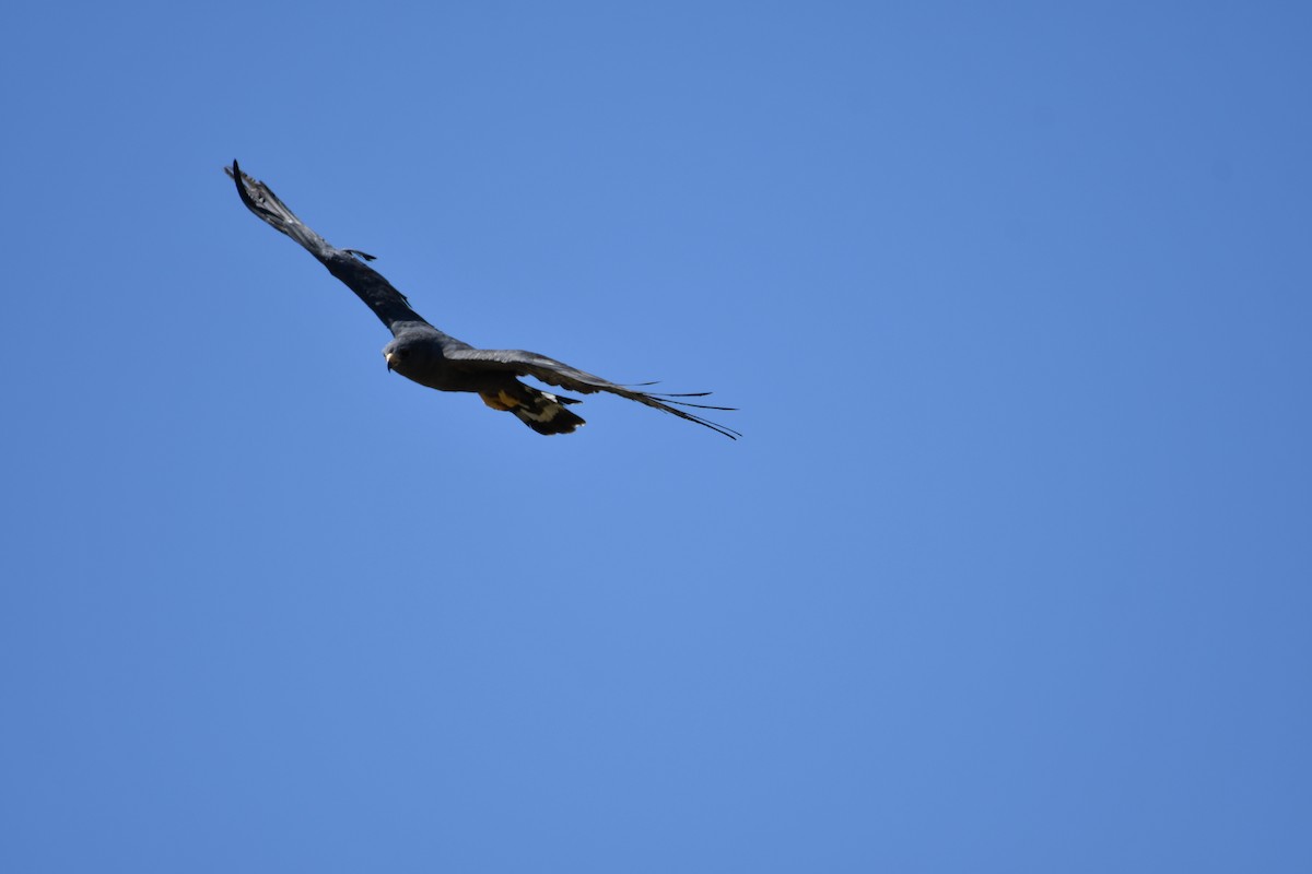 Zone-tailed Hawk - ML637997046