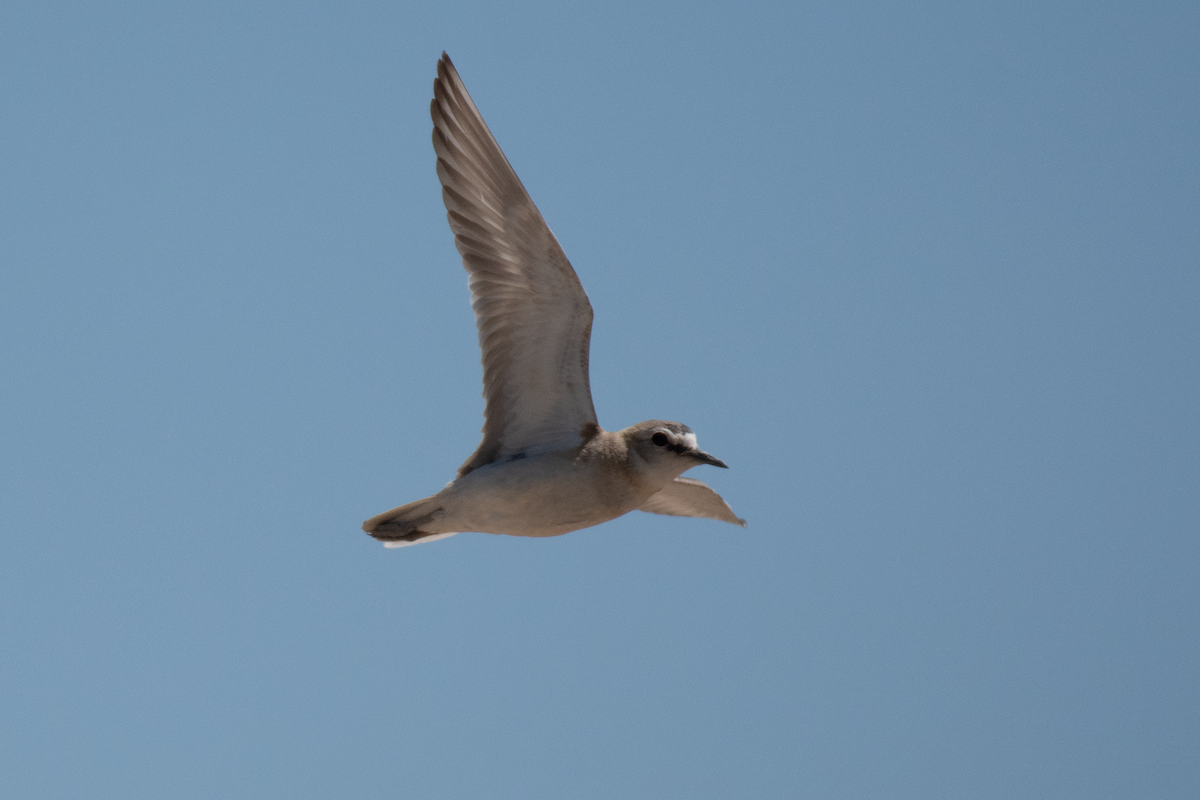 Mountain Plover - ML637997051