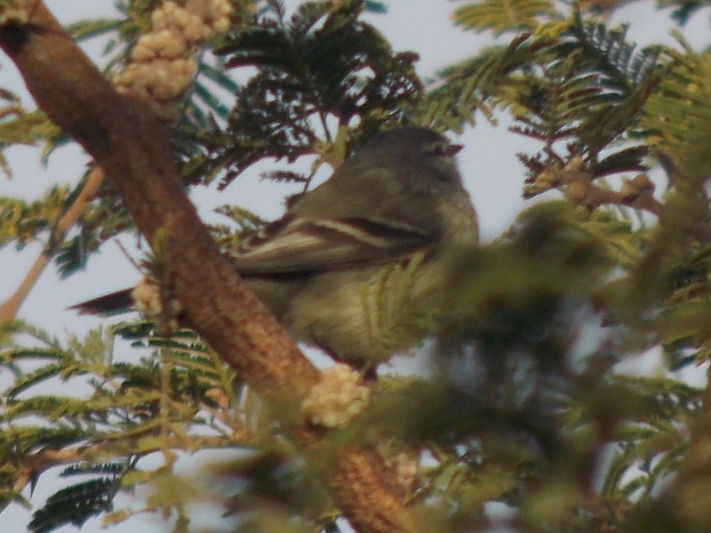 White-crested Tyrannulet (White-bellied) - ML637997079