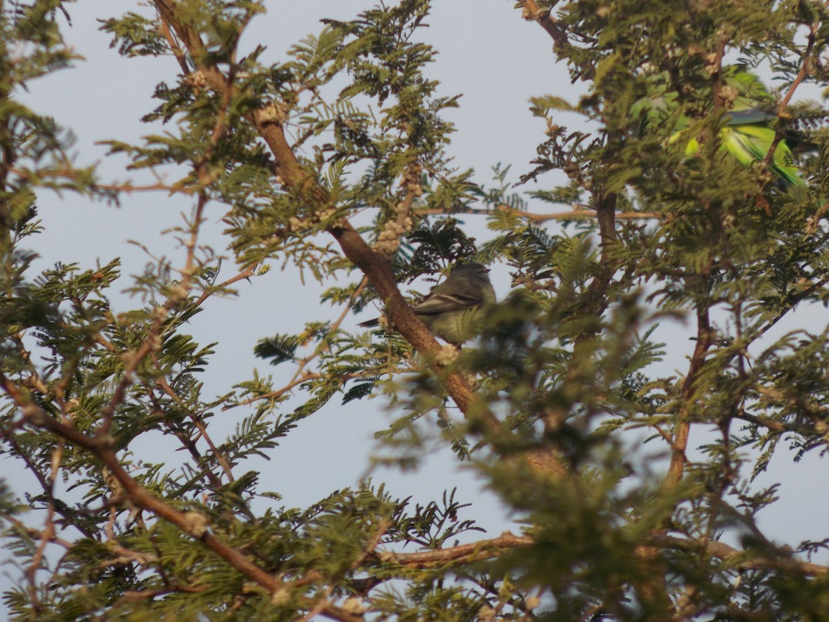 White-crested Tyrannulet (White-bellied) - ML637997080