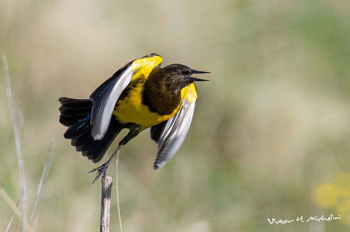 Brown-and-yellow Marshbird - ML637997084
