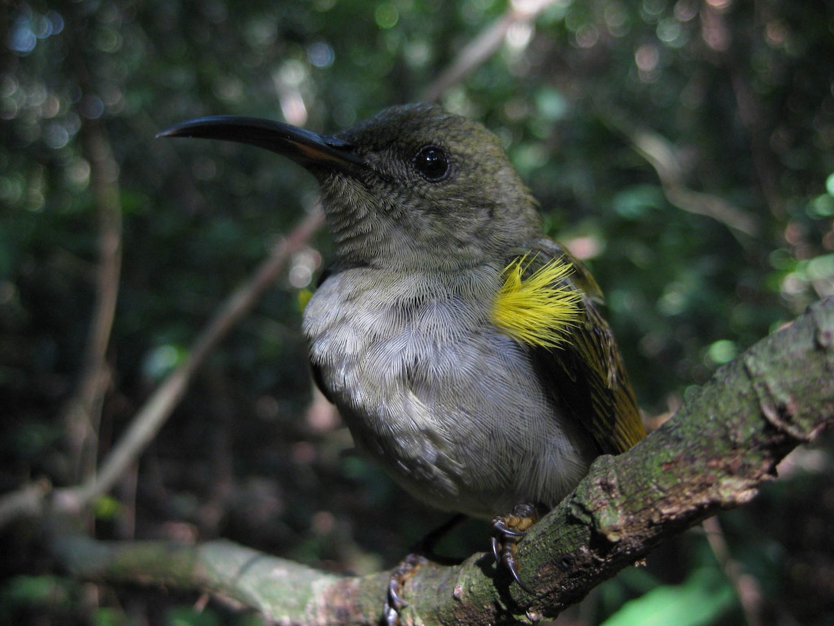 Olive Sunbird - ML637997142