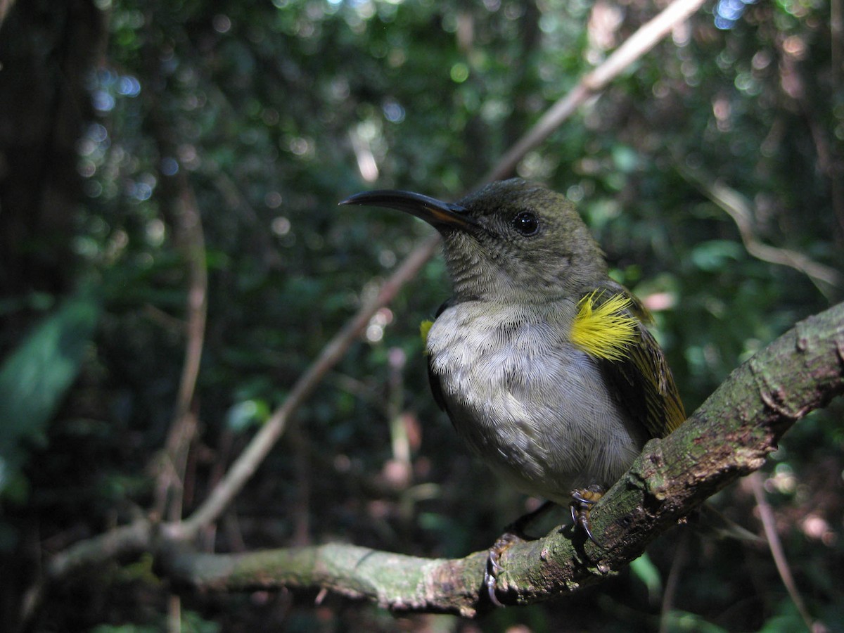 Olive Sunbird - ML637997143