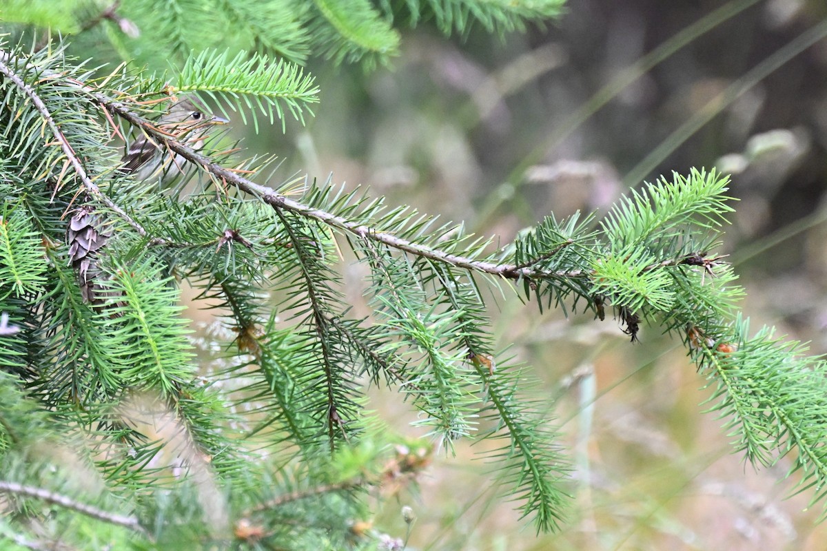 Western Flycatcher (Pacific-slope) - ML637997174