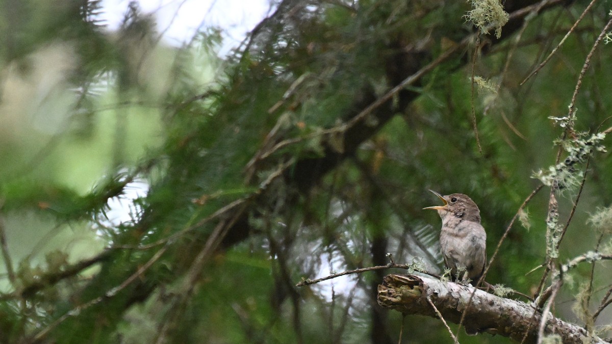 Northern House Wren (Northern) - ML637997181