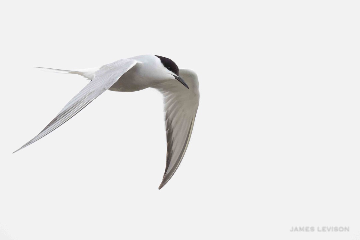 Sumru (longipennis) - ML637997231