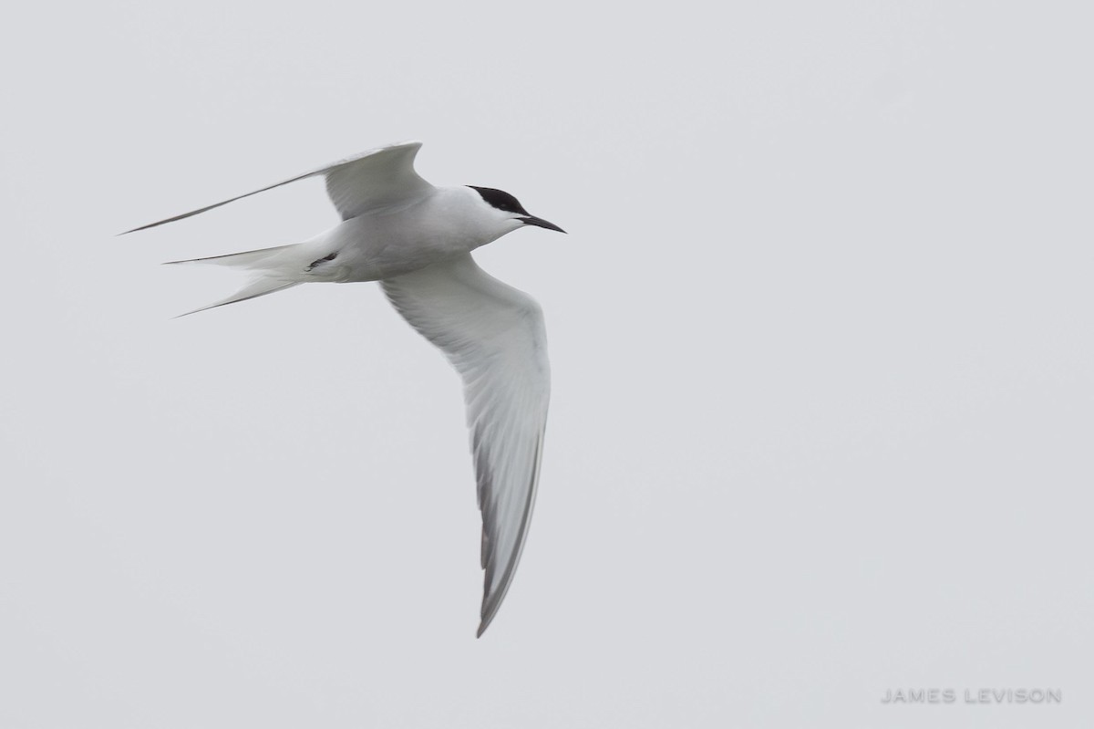 Sumru (longipennis) - ML637997234