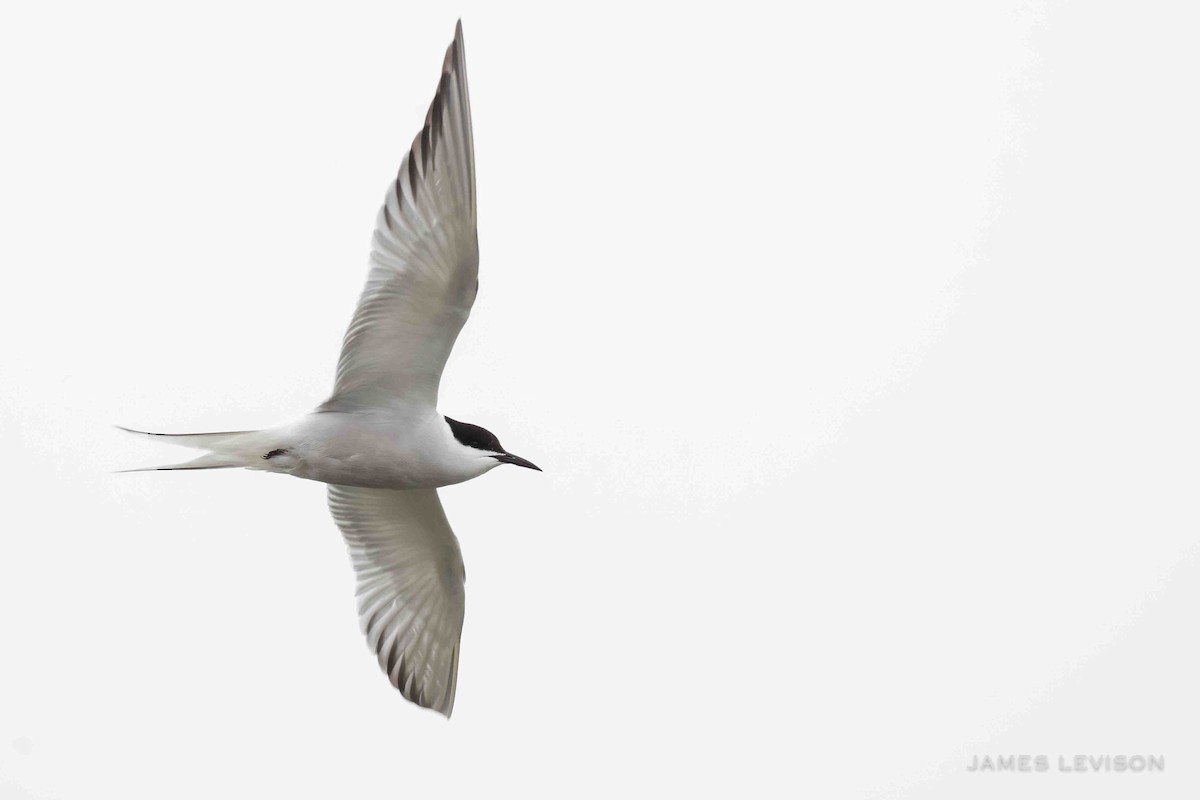 Sumru (longipennis) - ML637997237