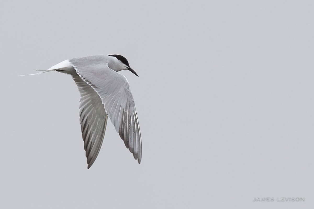 Sumru (longipennis) - ML637997239