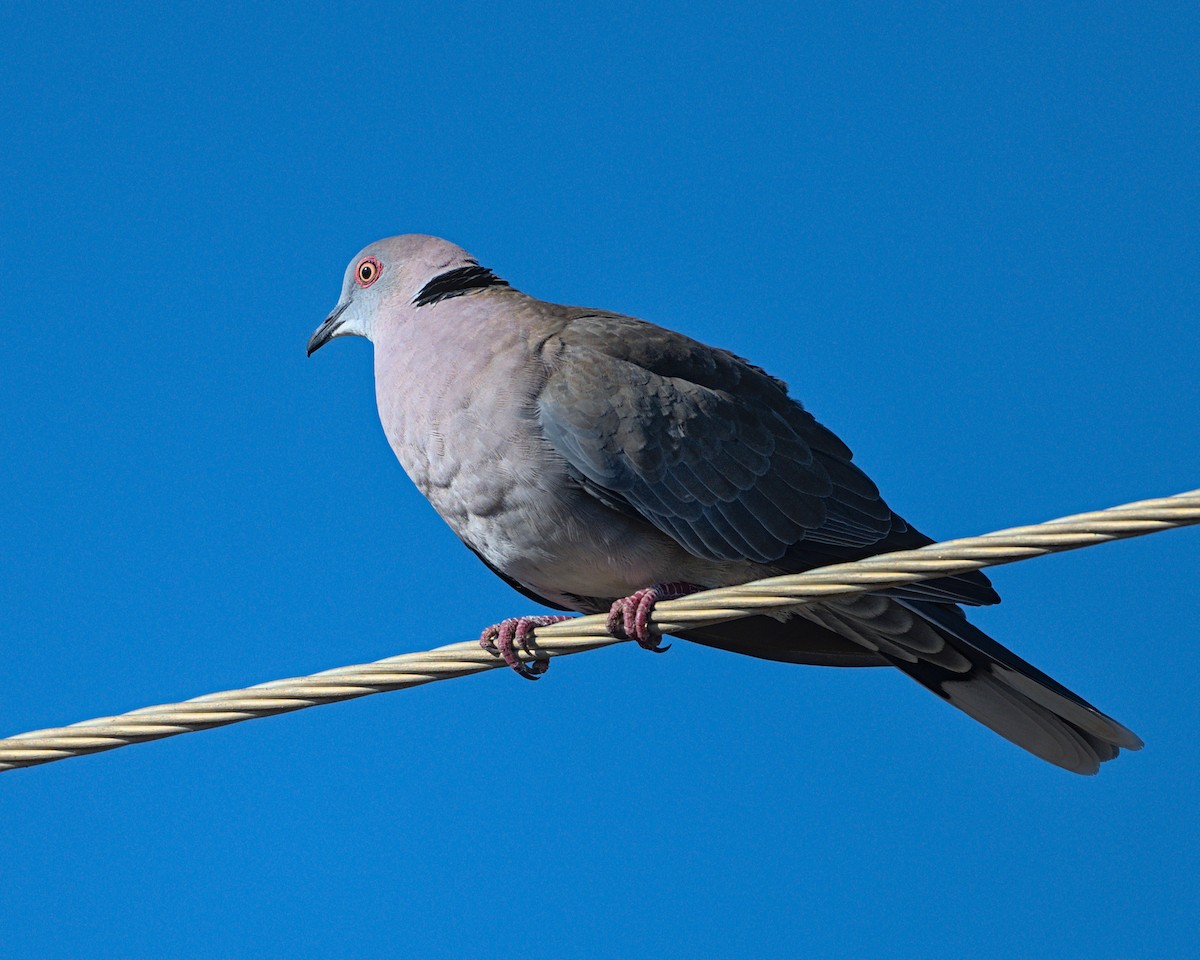 Mourning Collared-Dove - ML637997246