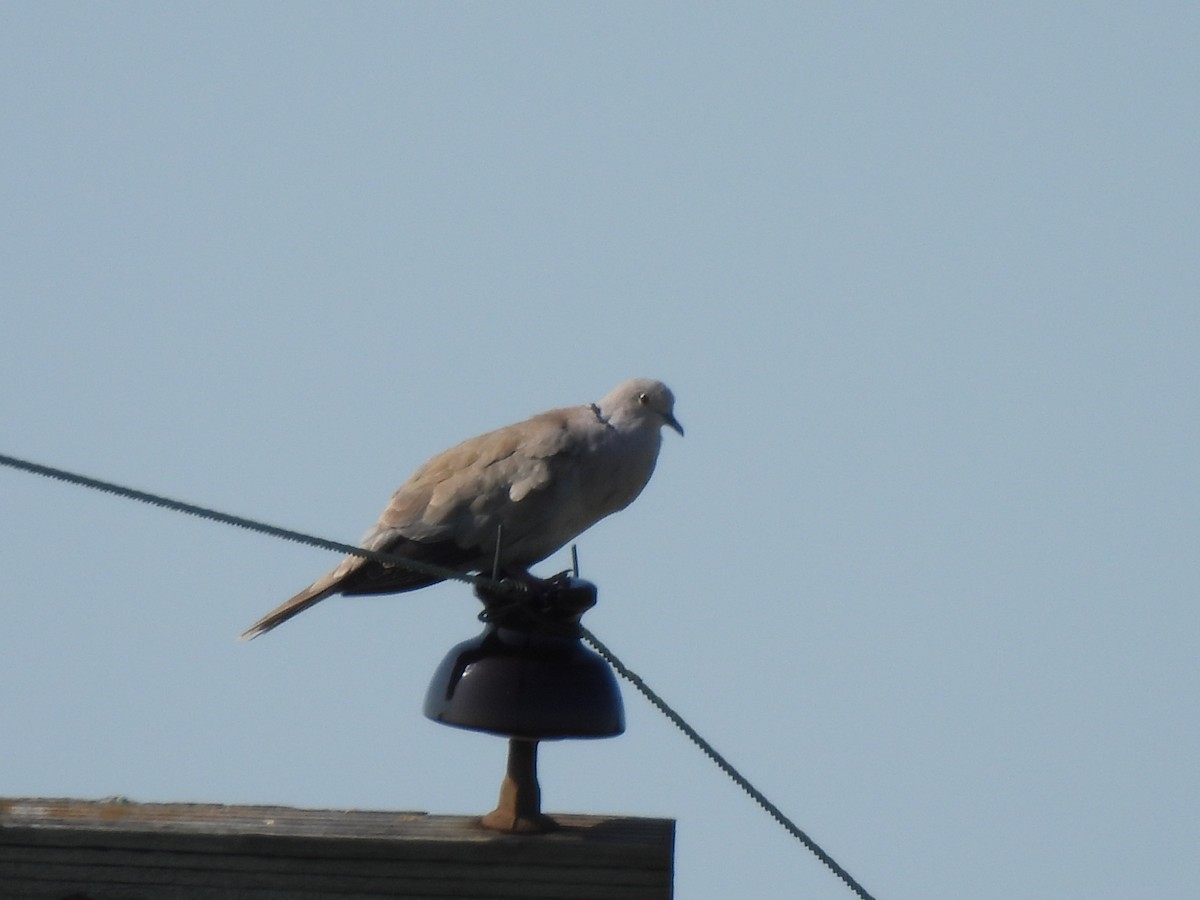 Eurasian Collared-Dove - ML637997305