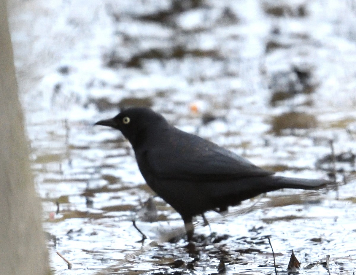 Rusty Blackbird - ML637997355
