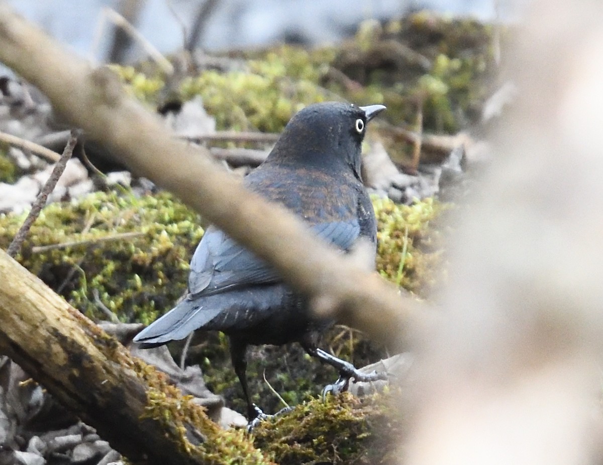 Rusty Blackbird - ML637997356
