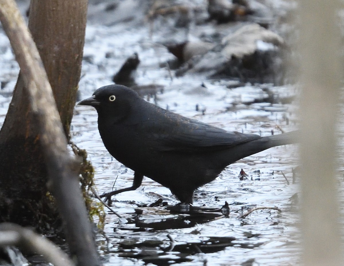 Rusty Blackbird - ML637997357