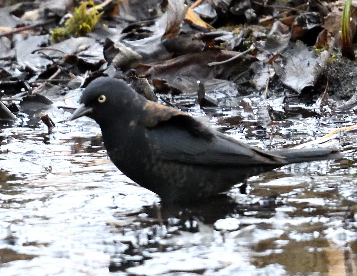 Rusty Blackbird - ML637997358