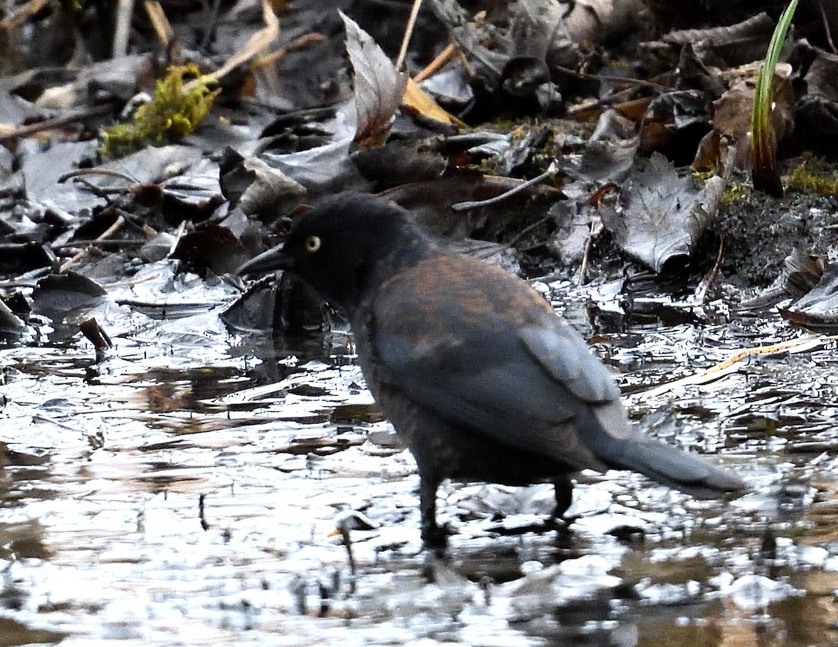 Rusty Blackbird - ML637997359