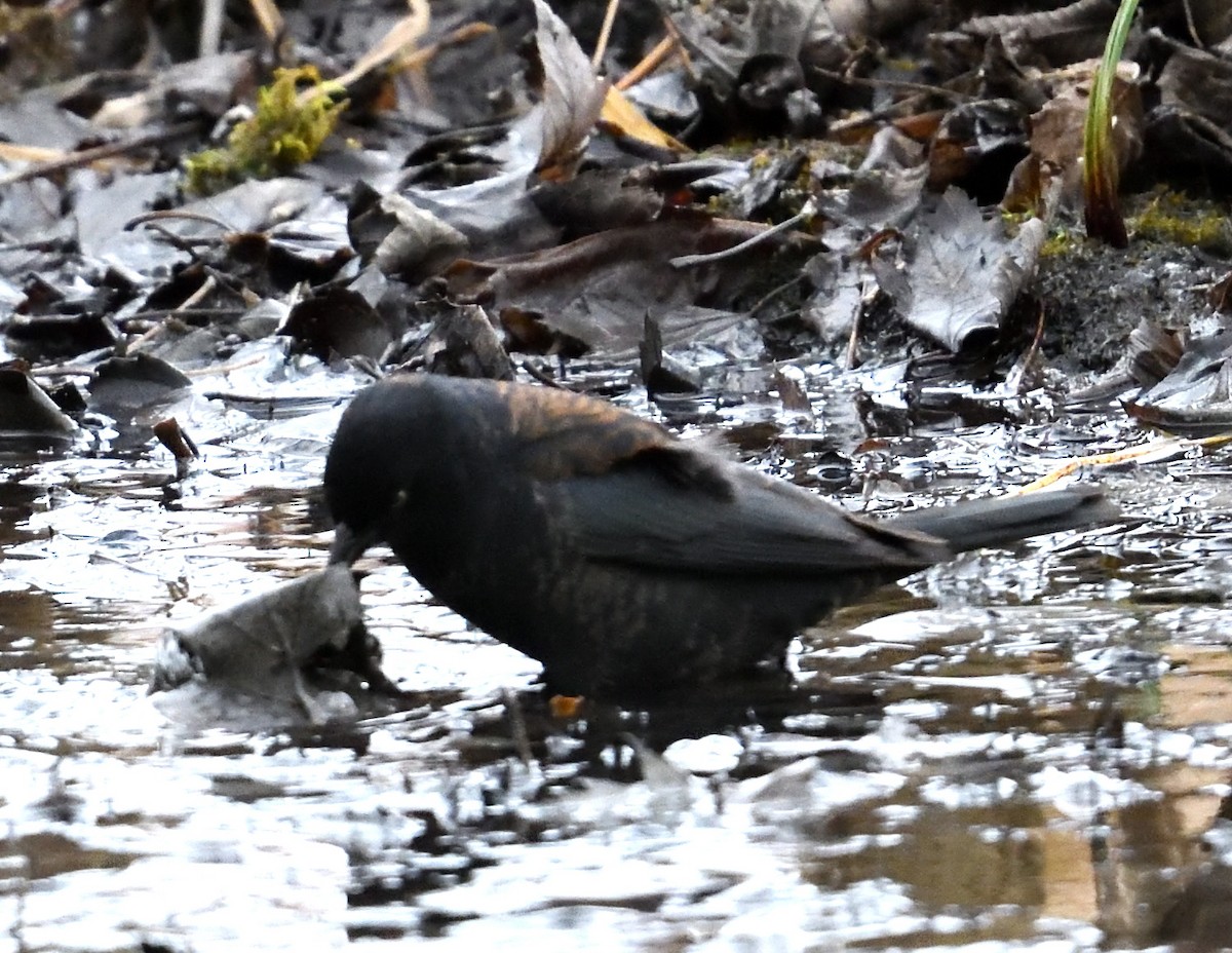Rusty Blackbird - ML637997361