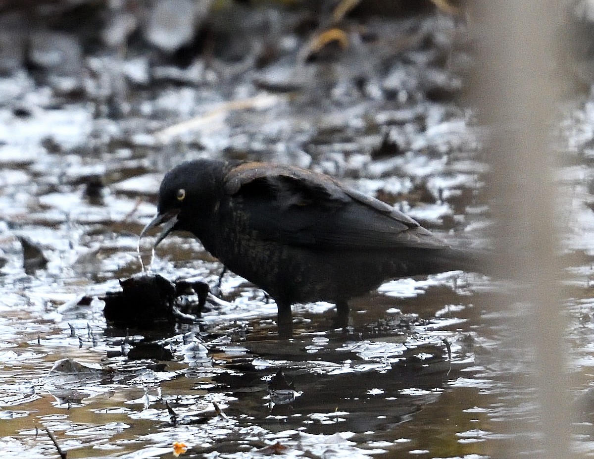 Rusty Blackbird - ML637997362