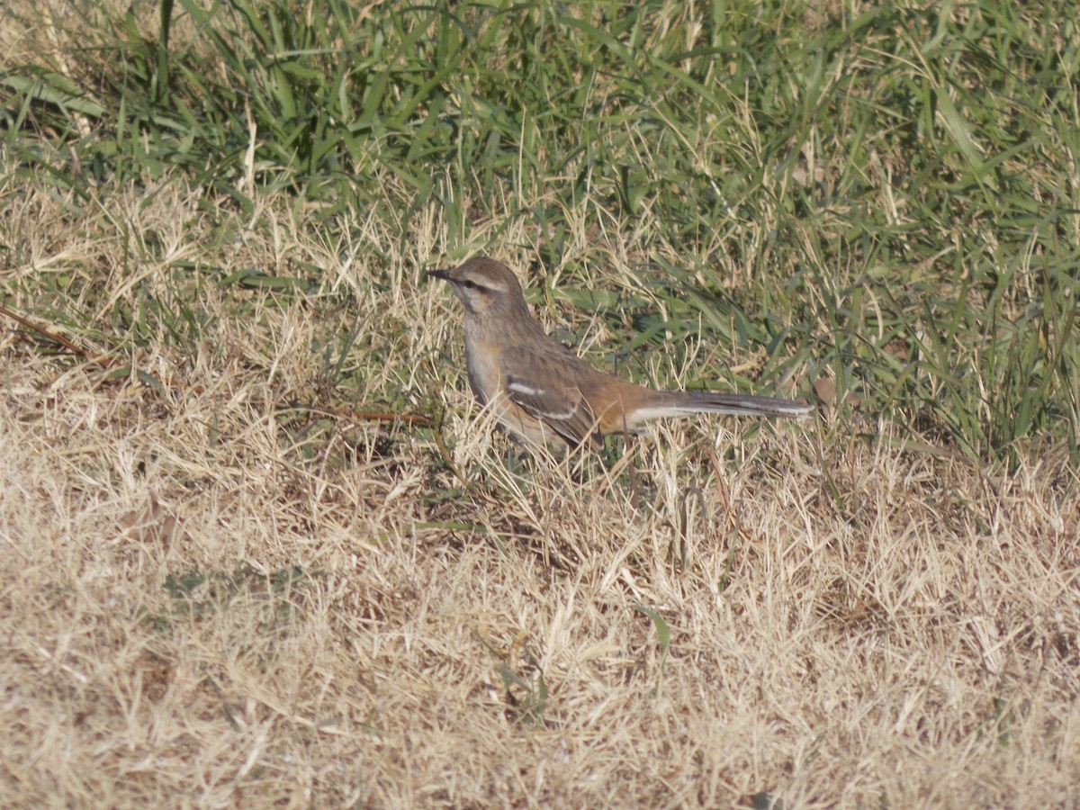 Patagonian Mockingbird - ML637997384