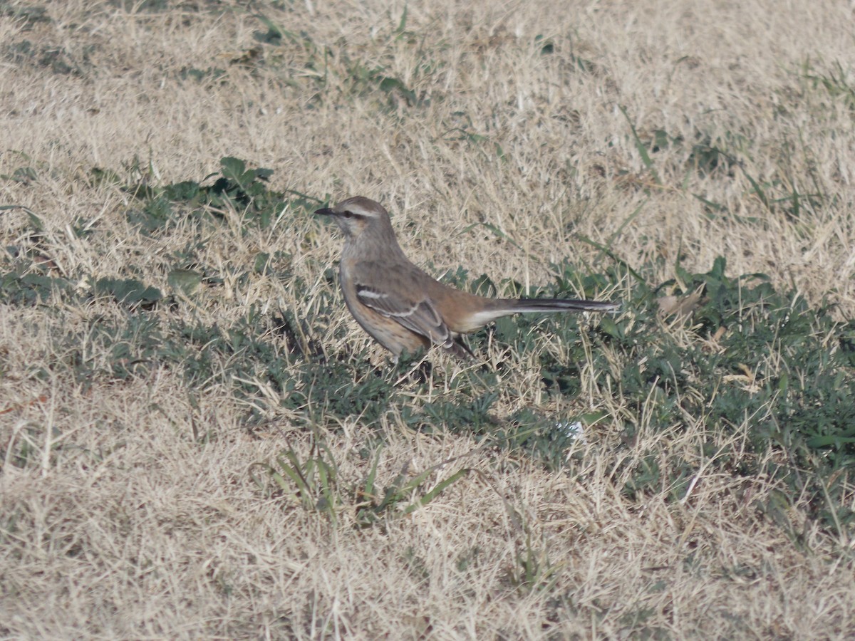 Patagonian Mockingbird - ML637997388