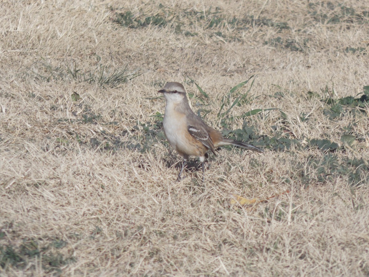 Patagonian Mockingbird - ML637997389