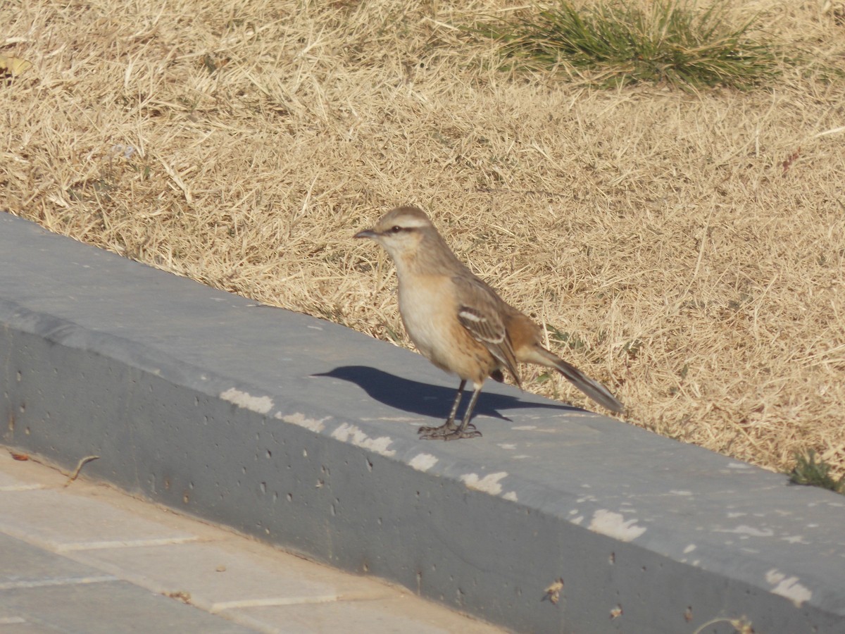 Patagonian Mockingbird - ML637997390
