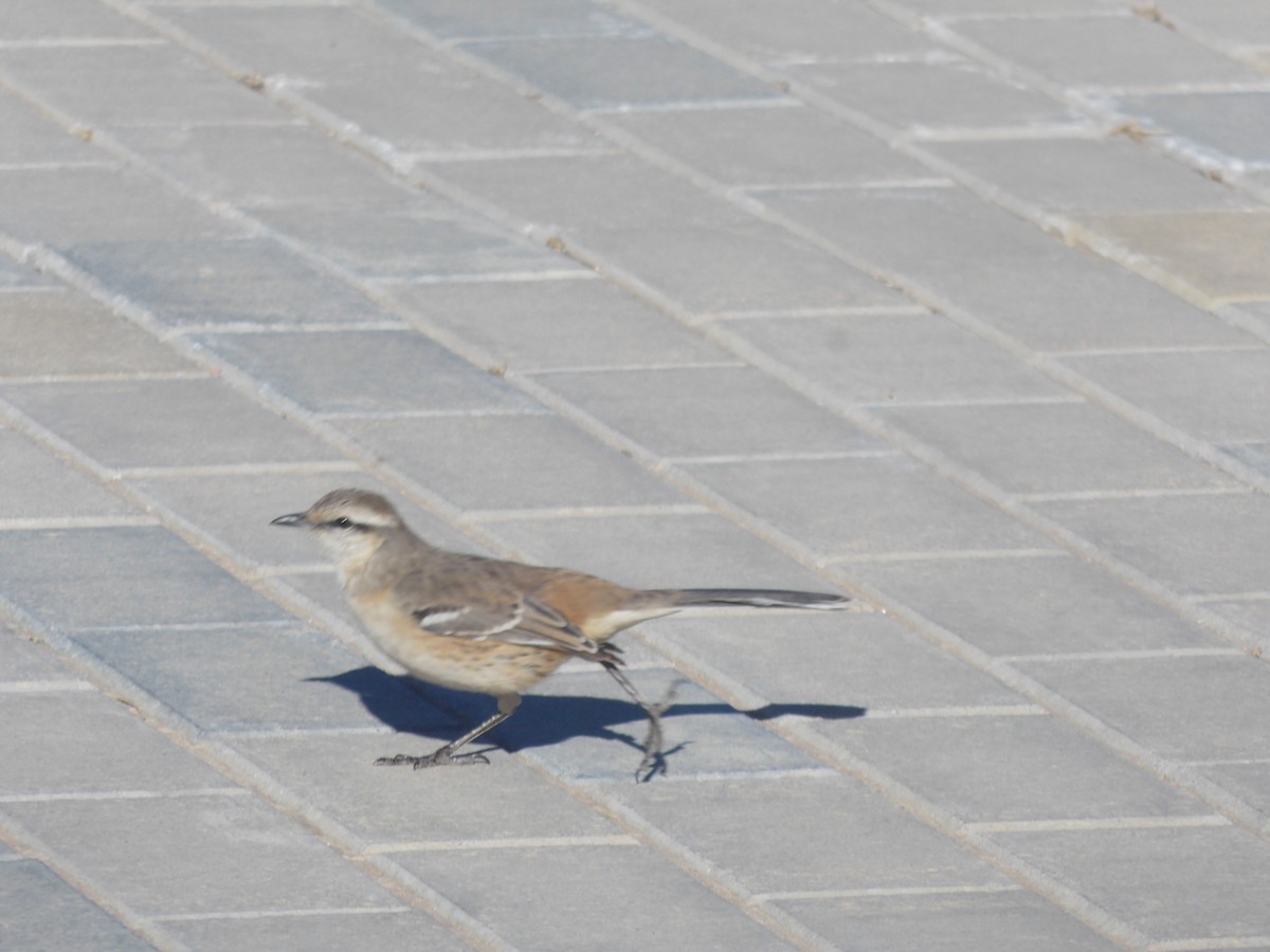 Patagonian Mockingbird - ML637997392