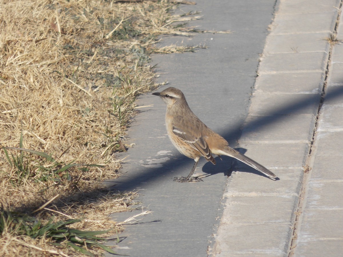 Patagonian Mockingbird - ML637997394