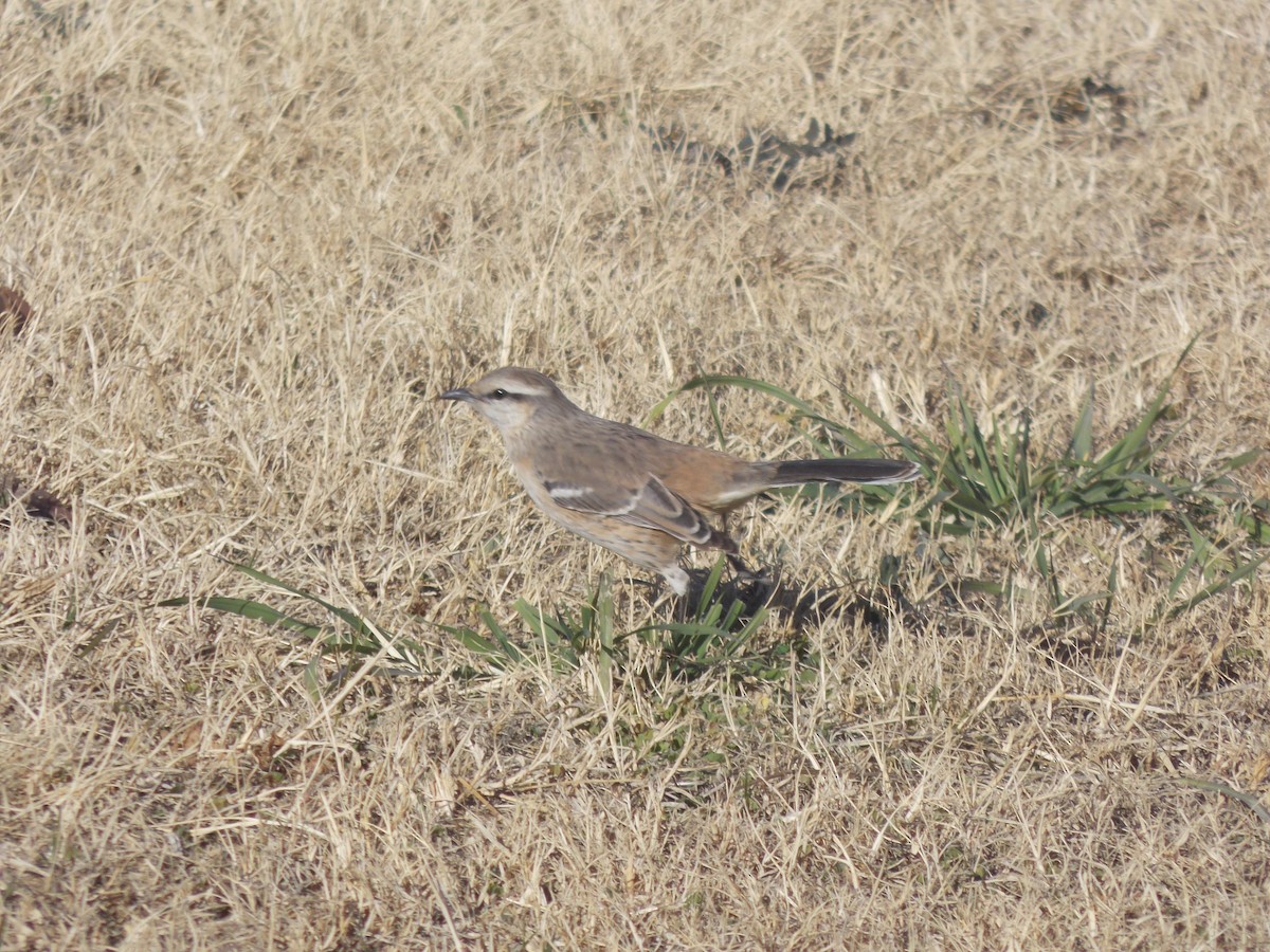 Patagonian Mockingbird - ML637997396
