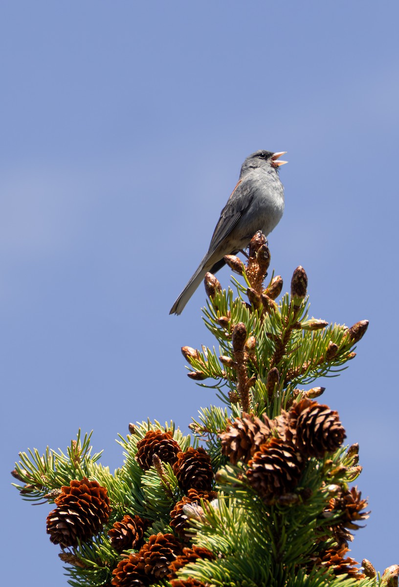 Dark-eyed Junco (Gray-headed) - ML637997447