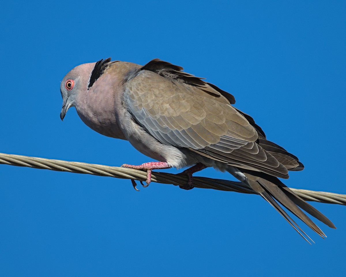 Mourning Collared-Dove - ML637997518