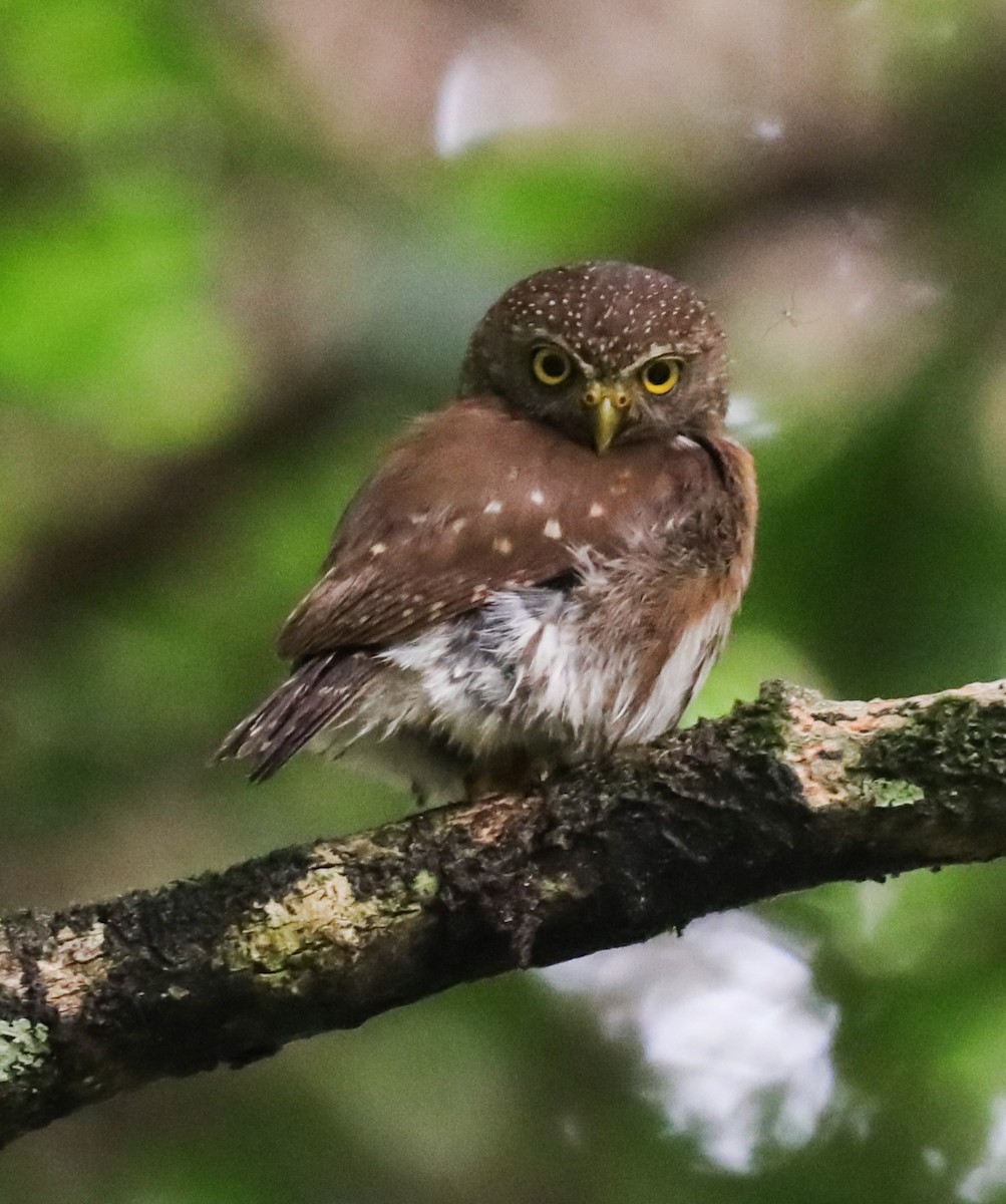 Central American Pygmy-Owl - ML637997532