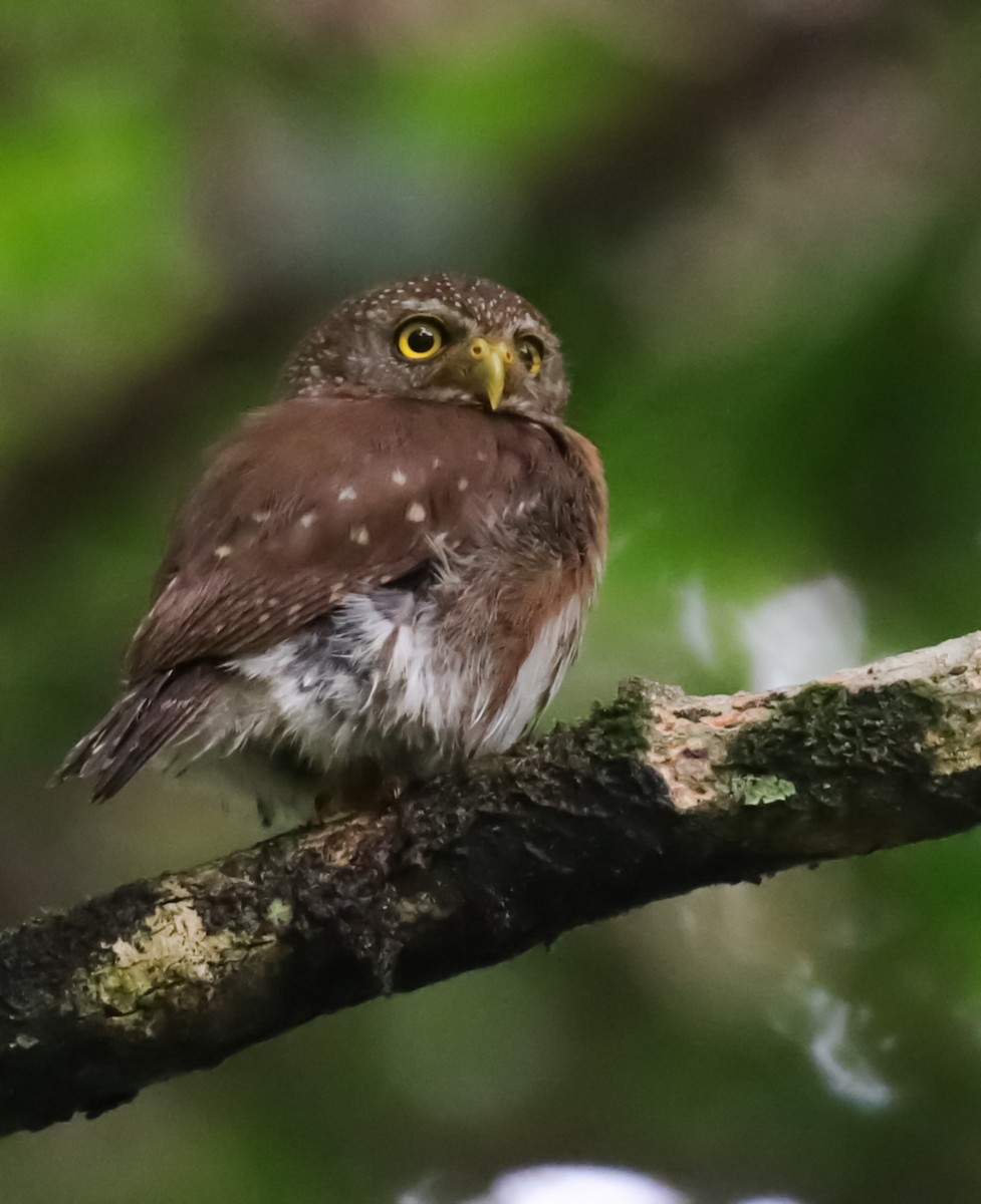 Central American Pygmy-Owl - ML637997559
