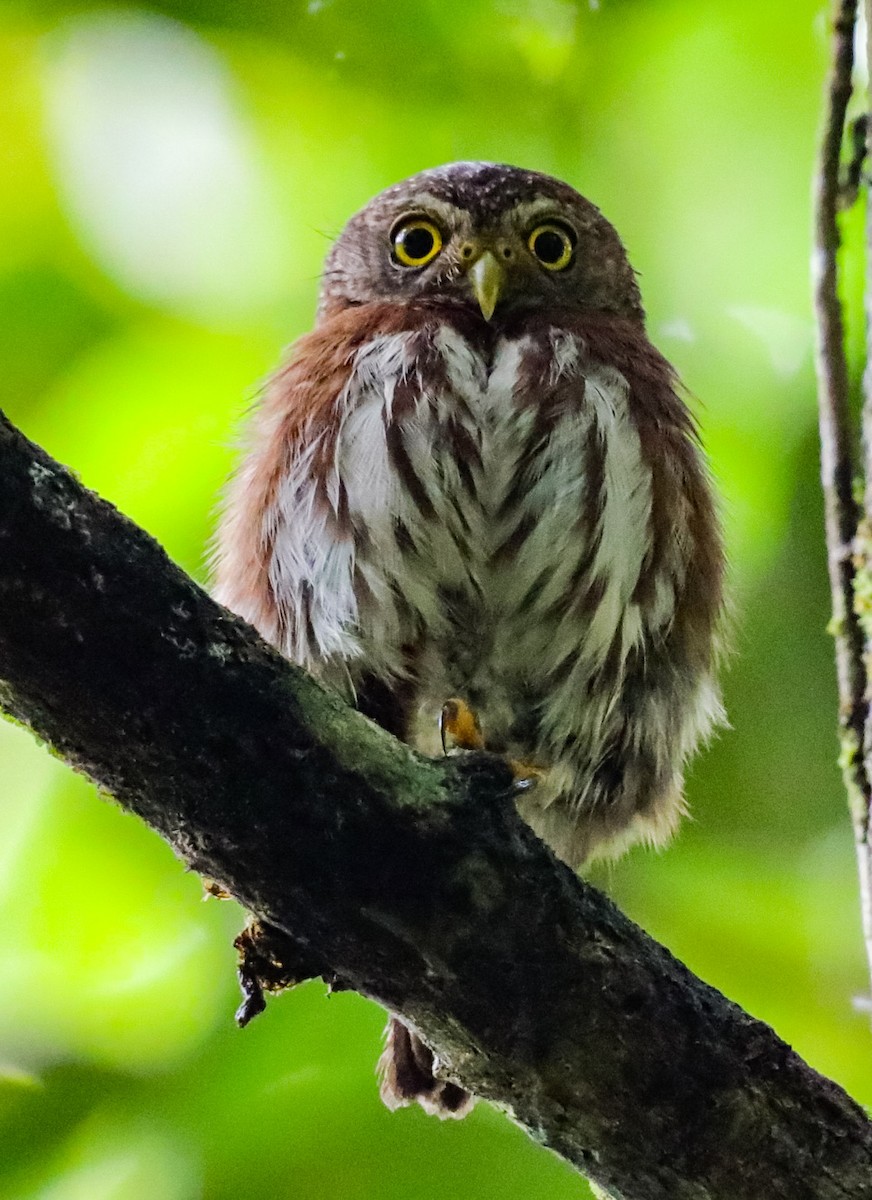 Central American Pygmy-Owl - ML637997560