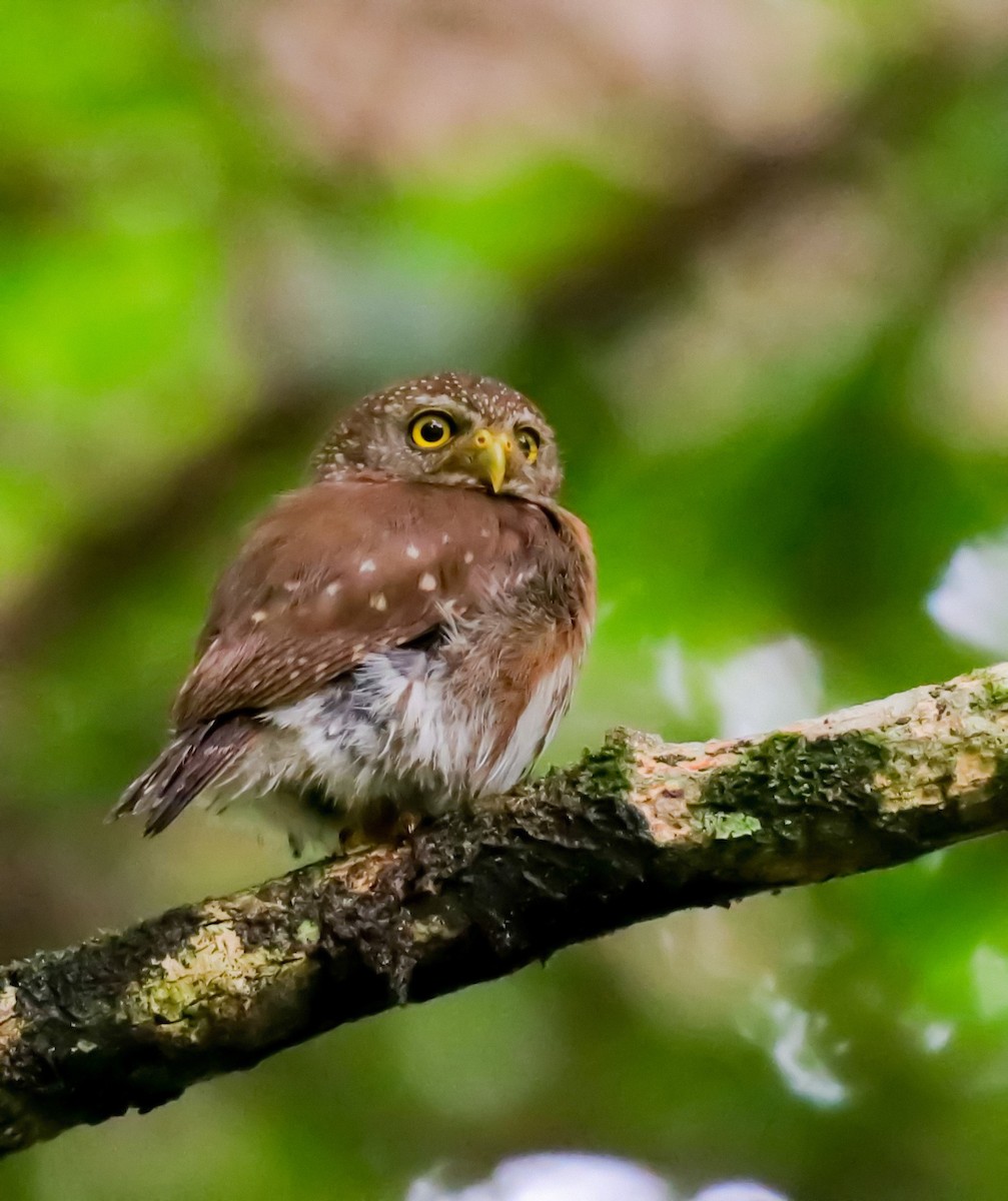 Central American Pygmy-Owl - ML637997561