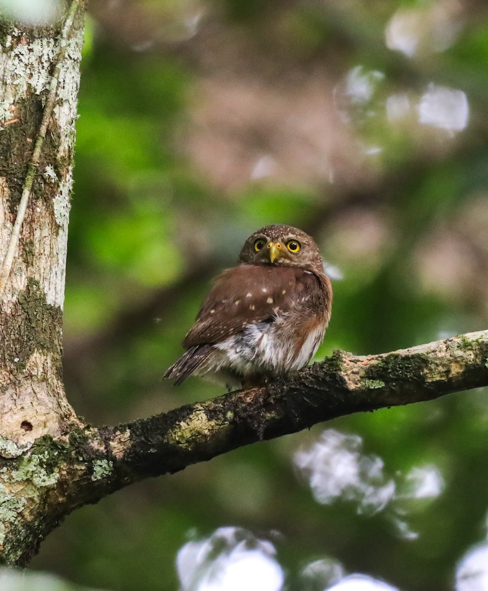 Central American Pygmy-Owl - ML637997562