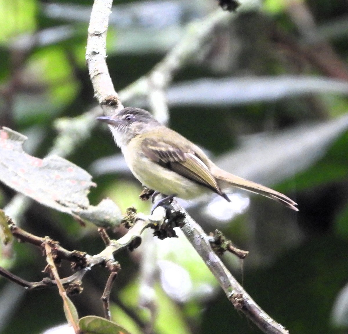 Yellow-olive Flatbill - ML637997627