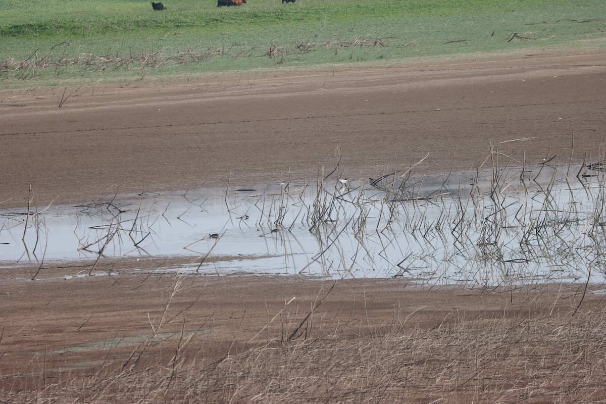 Цасны галуу - ML637997642