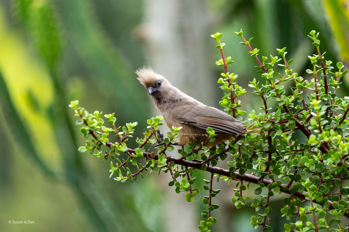 Speckled Mousebird - ML637997653