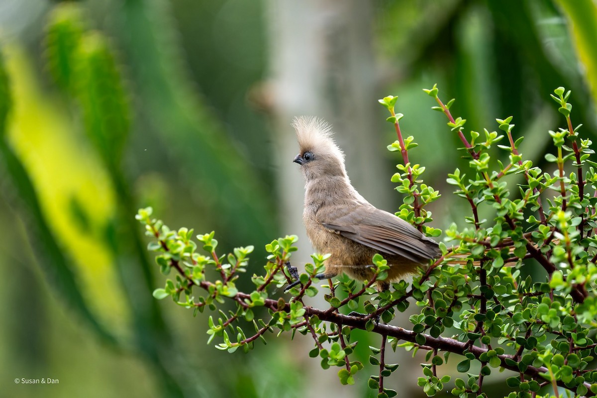 Speckled Mousebird - ML637997658