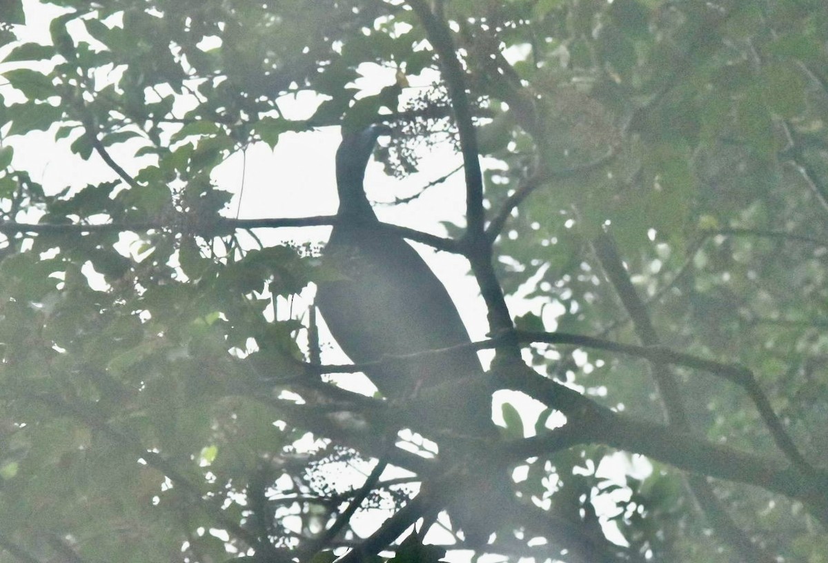 Black Guan - ML637997672