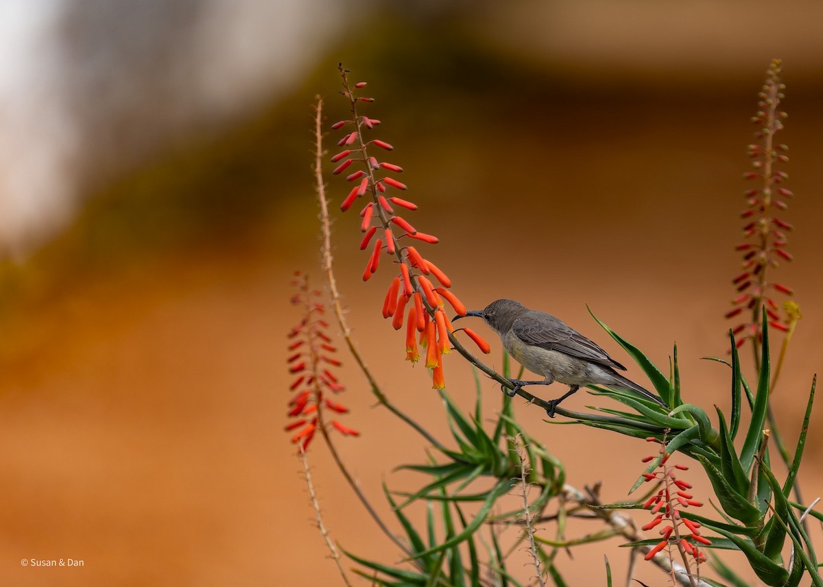 Mouse-colored Sunbird - ML637997679