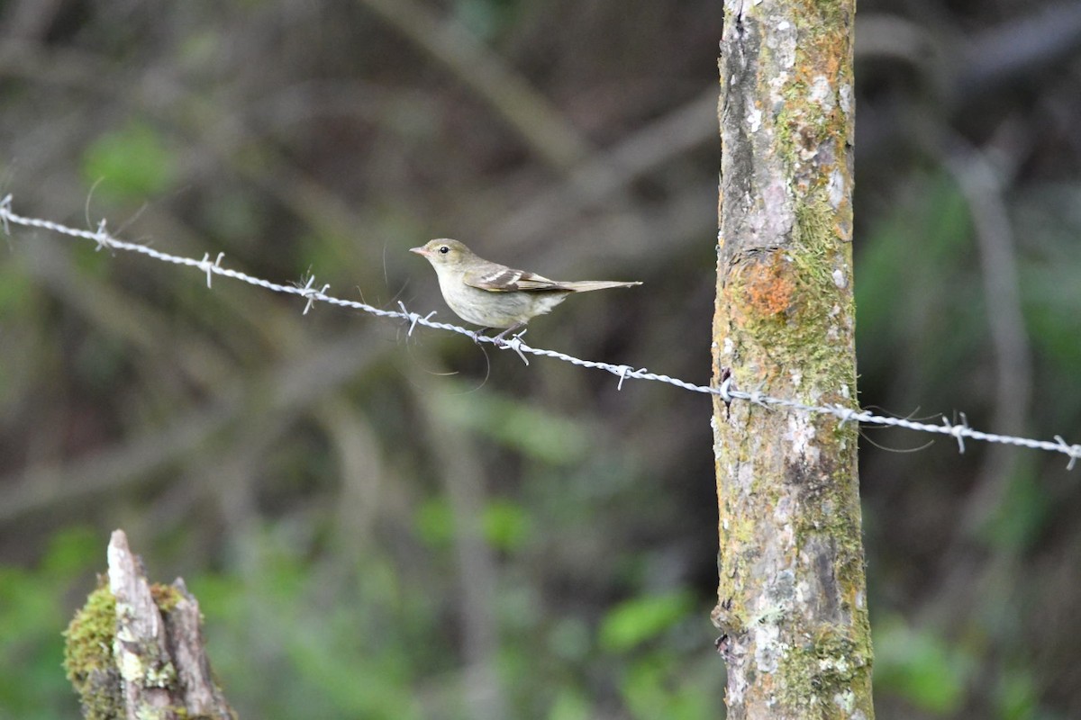 Mountain Elaenia - ML637997683