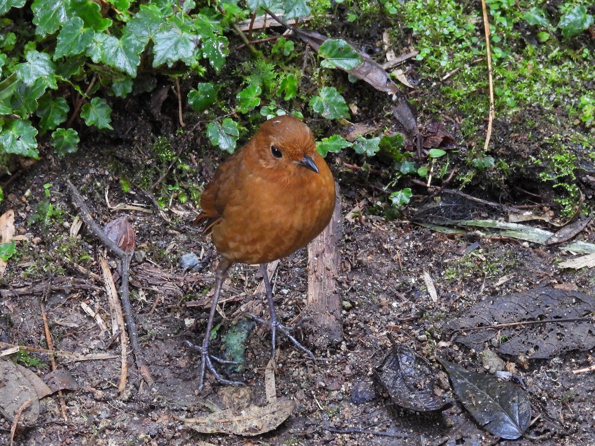 Equatorial Antpitta - ML637997700