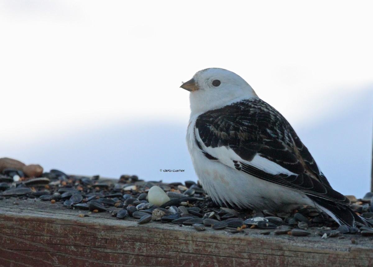 Snow Bunting - Deb Carter