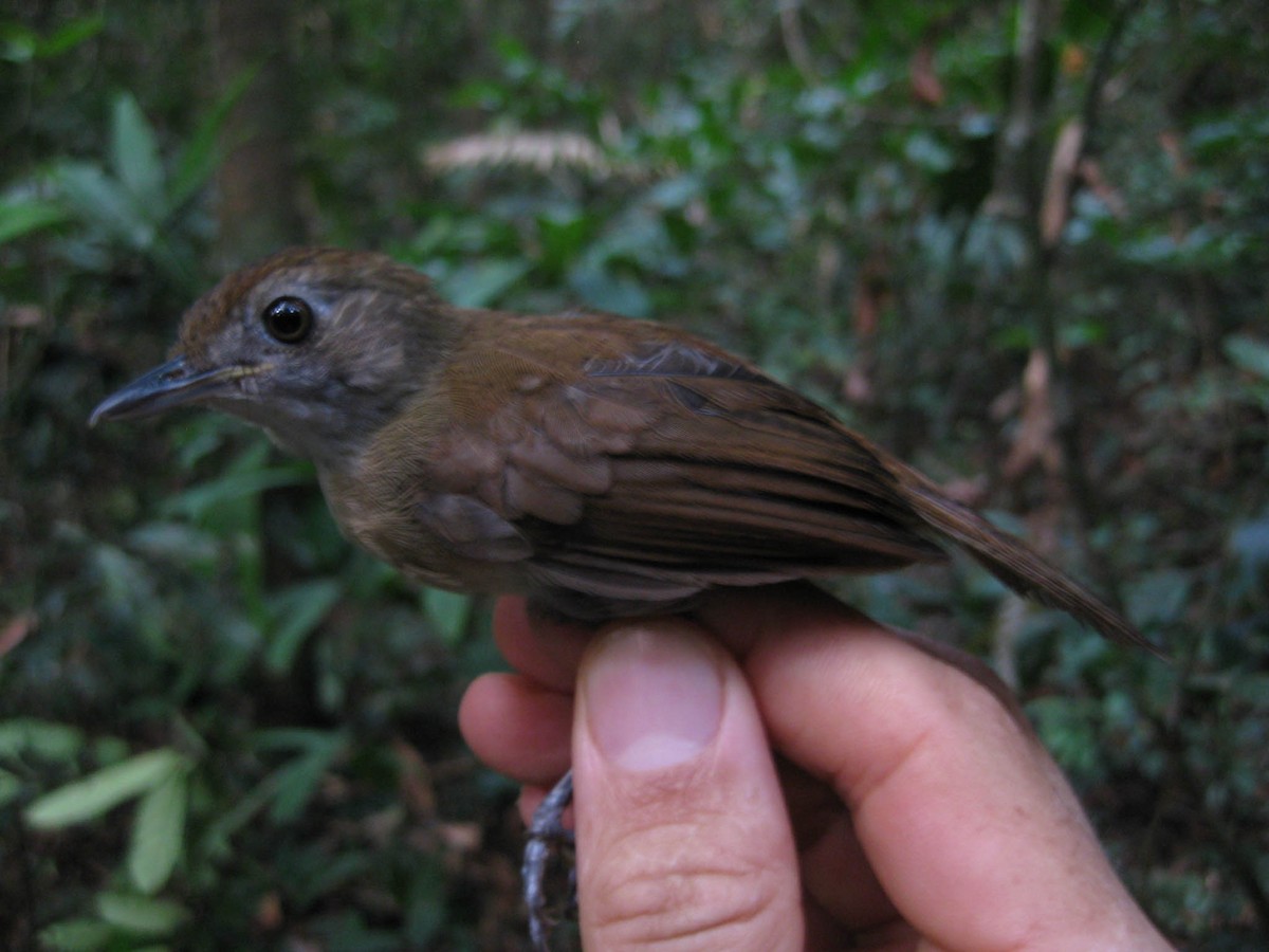 Pale-breasted Illadopsis - ML637997717